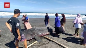 VIDEO: Penemuan Bangkai Paus Dan Hiu Tutul Di Pesisir Pantai