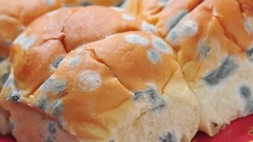 Bagaimana Reaksi Tubuh saat Tak Sengaja Makan Roti Berjamur?