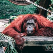 19 Agustus Hari Orangutan Sedunia: Ini Sejarah, Tujuan, dan Konservasi Orangutan di Indonesia