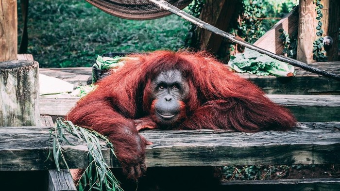 19 Agustus Hari Orangutan Sedunia: Ini Sejarah, Tujuan, dan Konservasi Orangutan di Indonesia