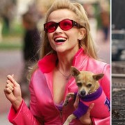 26 Agustus Diperingati Hari Anjing Sedunia: Ini 7 Anjing yang Pernah Membintangi Film dan Jadi Populer!