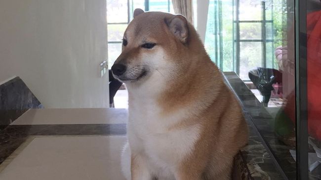 Cheems Balltze, anjing yang dikenal karena fotonya saat mengantuk jadi bahan meme di media sosial saat pandemi lalu, mati pada usia 12 tahun.