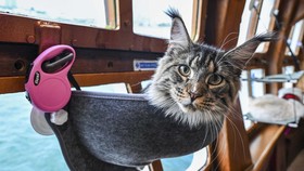 FOTO: Kapal Pesiar Mewah untuk Kucing di Singapura