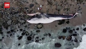 VIDEO: Paus Berukuran 4 Meter Mati Terdampar di Pantai Peru