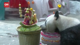 VIDEO: Panda Raksasa Lin Yang Rayakan Ulang Tahun ke-6 di China