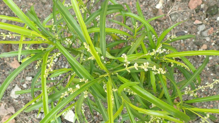 1411361466 Zodia (Euodia sauveolens) is a plant from the citrus tribe (Rutacea) and is an Indonesian endemic plant originating from Papua. This plant has been used by the community as a medium to repel mosquitoe
