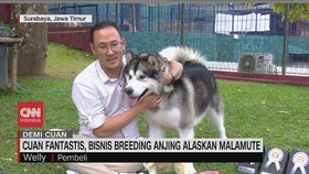 VIDEO: Cuan Fantastis, Bisnis Breeding Anjing Alaskan Malamute
