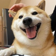 Anjing Shiba Inu yang Viral Jadi Meme Tutup Usia, Netizen Berduka