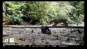 Penampakan Langka Perjuangan Sloth Melawan Macan, Bisakah Lolos?