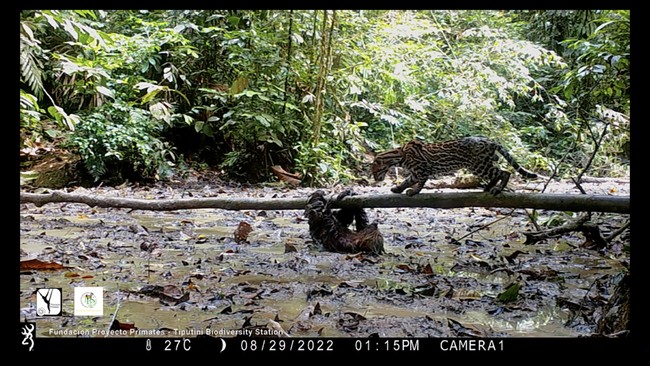 Seekor sloth atau kukang bertarung dengan macan tutul kurcaci di Hutan Amazon, Ekuador Timur. Sebuah pemandangan langka!