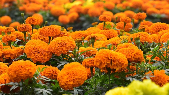 Marigold