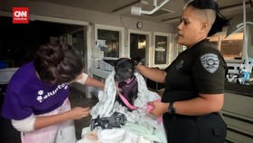 VIDEO: 3 Ribu Hewan Hilang Imbas Kebakaran Dahsyat Hawaii