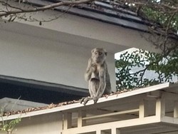 Momen Kocak Petugas Damkar Surabaya Dikadalin Monyet