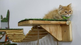 FOTO: Gemasnya Kafe Kucing Pertama di Gaza