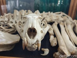 Balada Si Abah Macan Raja Gunung Sawal Ciamis yang Tinggal Tulang