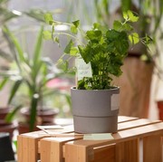 5 Tanaman yang Cocok Ditanam di Balkon