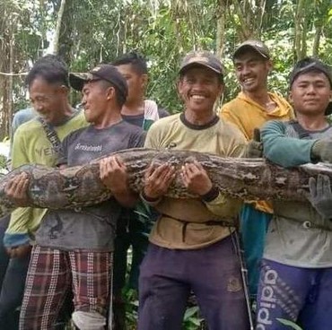 Viral Penampakan Ular Piton Raksasa Sepanjang 7 Meter di Kebun Pak Kades