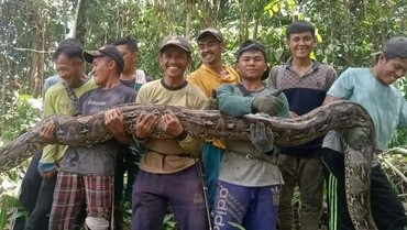 Viral Penampakan Ular Piton Raksasa Sepanjang 7 Meter di Kebun Pak Kades