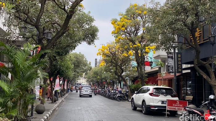 Bunga tabebuya di Jalan Braga Bandung bermekaran. Bunga tabebuya di Jalan Braga Bandung bermekaran.