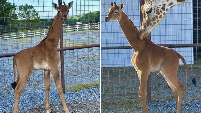 Keajaiban setinggi enam kaki ini lahir tanpa corak atau bintik, tidak seperti jerapah pada umumnya. Jerapah ajaib ini lahir pada 31 Juli 2023 di Bright's Zoo