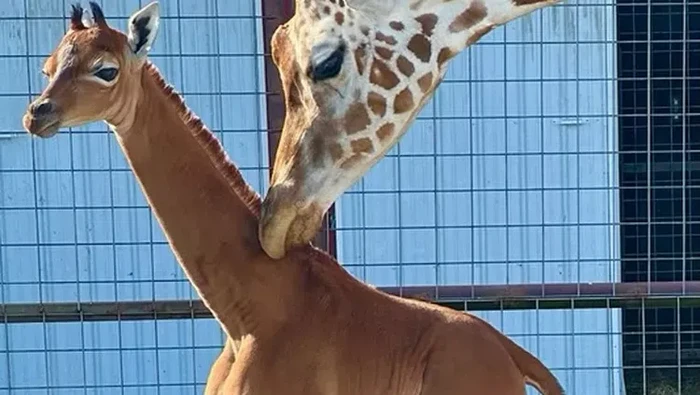 Langka dan Satu-satunya, Jerapah Tanpa Corak Lahir di Kebun Binatang AS!