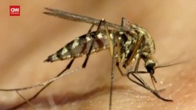 VIDEO: Dua Kasus Gigitan Nyamuk Bawa Virus Ensefalitis Geger di AS