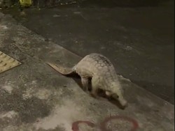 Dikira Kucing, Eh Turis Ketemu Pokemon Langka di Jalan Raya