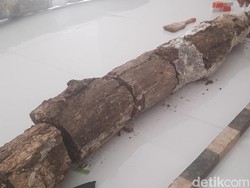 Penampakan Fosil Gading Gajah Purba Berusia 1,5 Juta Tahun di Kudus