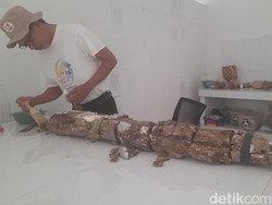 Petani Kudus Temukan Fosil Gading Gajah Purba Berusia 1,5 Juta Tahun