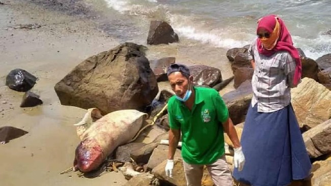 Dugong alias sapi laut mati terdampar di pantai Aceh, sebuah momen pengingat bahwa satwa ini terancam punah ulah manusia.