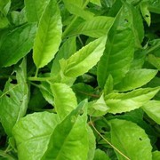 10 Manfaat Tanaman Sambung Nyawa untuk Tubuh, Obati Gangguan Menstruasi hingga Mencegah Kanker!