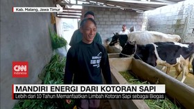 VIDEO; Mandiri Energi dari Kotoran Sapi