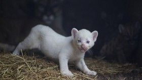 FOTO: Imutnya Bayi Puma Albino Langka dari Nikaragua