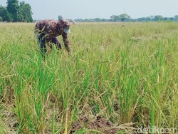 Tikus Merajalela di Klaten Timur, Sepatok Cuma Panen 1 Sak Padi
