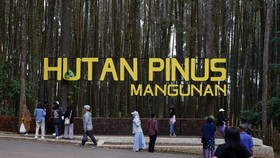 Hutan Pinus Mangunan, Pesona Alam yang Indah di Jawa Tengah