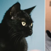 Punya Harta Rp489 Miliar, Ini Kisah Blackie yang Menjadi Kucing Hitam Terkaya di Dunia!