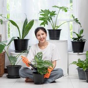 7 Rekomendasi Tanaman Hias Indoor untuk Membuat Ruangan Sejuk saat Cuaca Panas