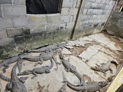Puluhan Buaya Sitaan Polda Sumsel Dititipkan di BKSDA