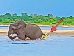 Viral Video Detik-detik Mendebarkan Gajah Lolos Dimangsa Buaya