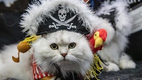 FOTO: Gemasnya Kucing-Kucing di Inggris Ikut Kontes Kostum