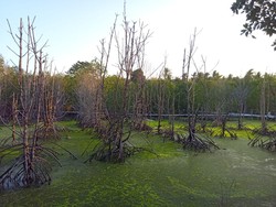 Duh! Banyak Mangrove di Kemujan Karimunjawa Layu-Mati Diduga gegara Limbah