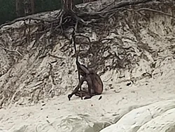 Pendaki Bertemu Sosok Misterius, Penampakan Manusia Berbulu Serigala