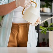 Tak Sekadar Percantik Ruangan, 7 Tanaman Hias Ini Bisa Menangkal Polusi Udara dan Bikin Segar!