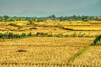 Mengenal Fenomena El Nino Dan Dampaknya Dalam Jangka Panjang, Perlu ...