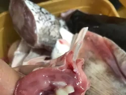 Hii! Wanita Ini Beli Ikan di Pasar, Giginya Mirip Gigi Manusia