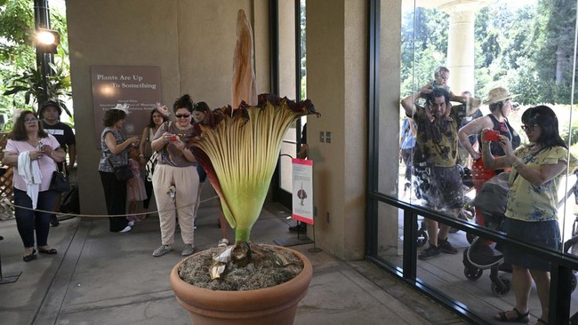 FOTO: Bungai Bangkai Mekar Jadi Daya Tarik Kebun Raya California