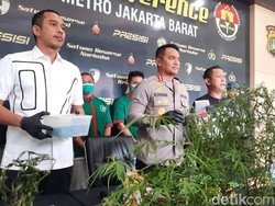 Penampakan Pohon Ganja Usia 5 Bulan yang Ditanam Pesulap Oge Arthemus