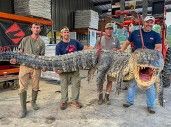 4 Pria Tangkap Aligator Terpanjang Sepanjang Sejarah