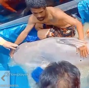 Bikin Heboh, Ini Perjuangan Penangkapan Lele Raksasa Seberat Sapi Kurban, Capai 299 Kg!