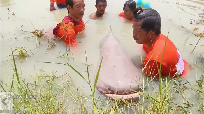 Ikan Lele Raksasa Tertangkap di Thailand